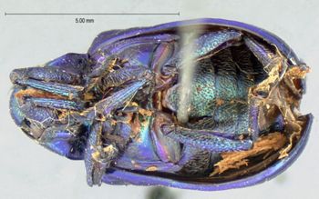Media type: image; Entomology 17291   Aspect: habitus ventral view